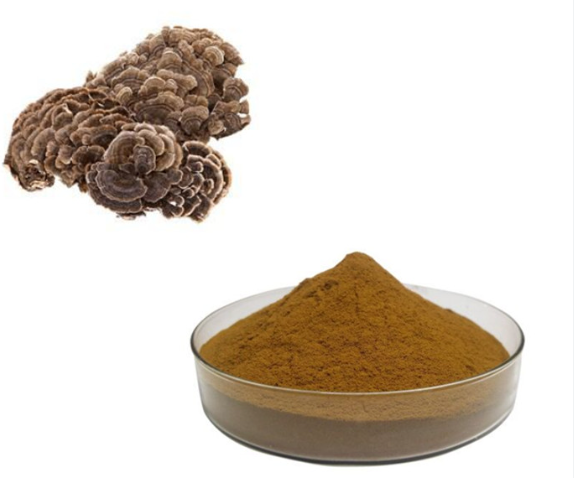 coriolus versicolor mushroom extract.png